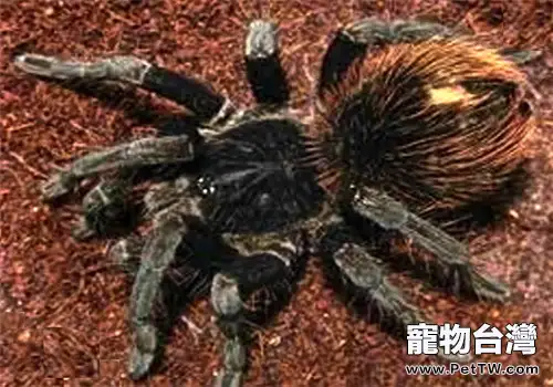 哥倫比亞黑巨人的飼養環境(1圖)-寵物台灣