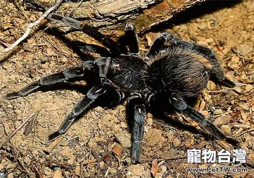 哥倫比亞黑巨人的餵食要點(1圖)-寵物台灣