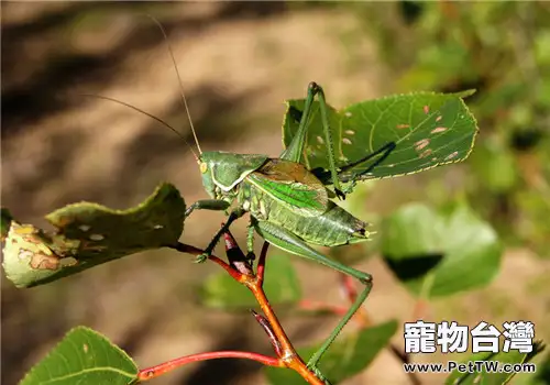 蟈蟈的外形特點