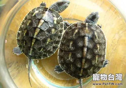 家庭飼養中華花龜的注意事項