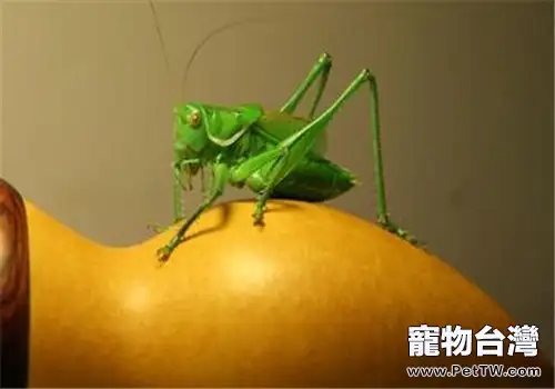 蟈蟈的飼養環境(1圖)-寵物台灣
