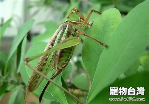 蟈蟈的餵食要點