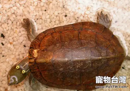 飼養寵物龜水質管理的要點(1圖)-寵物台灣