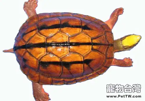 金錢龜卵孵化方法(1圖)-寵物台灣
