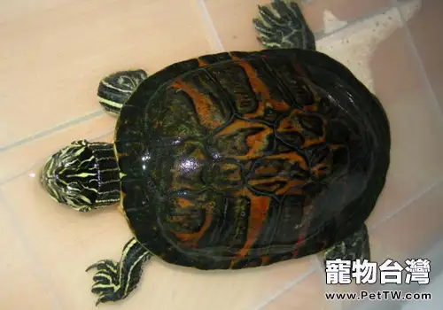 龜頸潰瘍病的防治(1圖)-寵物台灣