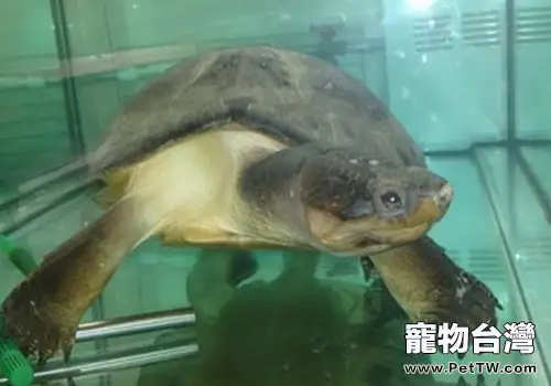 如何培育出良好的稚龜(1圖)-寵物台灣