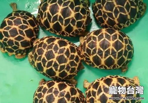 冬季養龜的注意事項(1圖)-寵物台灣