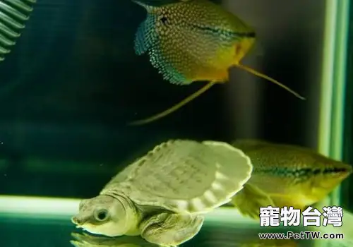 豬鼻龜的飼養技術(1圖)-寵物台灣