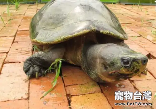 如何飼養馬來西亞巨龜(1圖)-寵物台灣