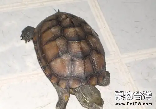 如何選擇中華草龜苗(1圖)-寵物台灣