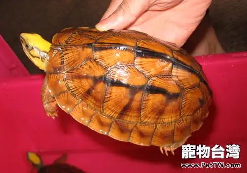 飼養金錢龜需預防的四種疾病(1圖)-寵物台灣