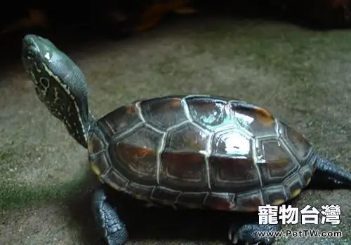 如何營造適合中華草龜的養殖環境(1圖)-寵物台灣