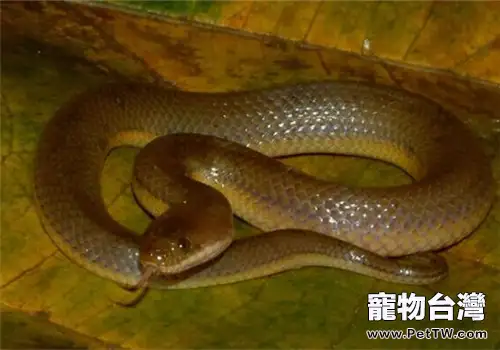 被寵物蛇咬傷了怎麼辦(1圖)-寵物台灣