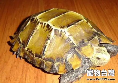 凹甲陸龜的飼養建議(1圖)-寵物台灣
