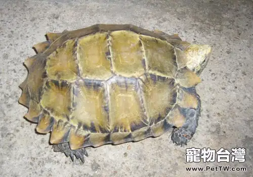 凹甲陸龜的養殖技術(1圖)-寵物台灣