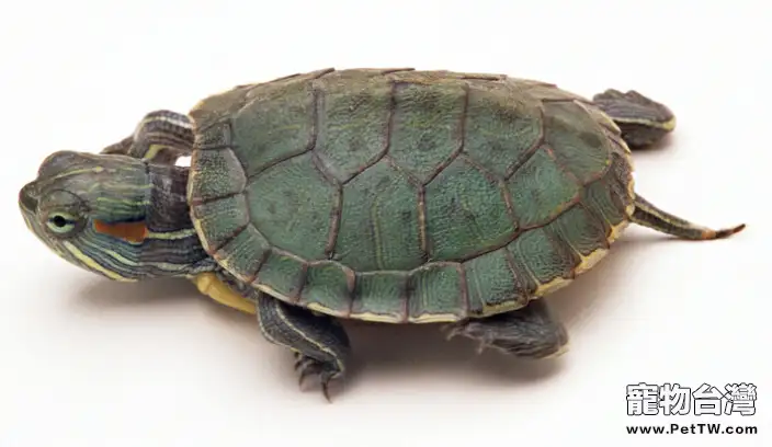龜龜的常見疾病