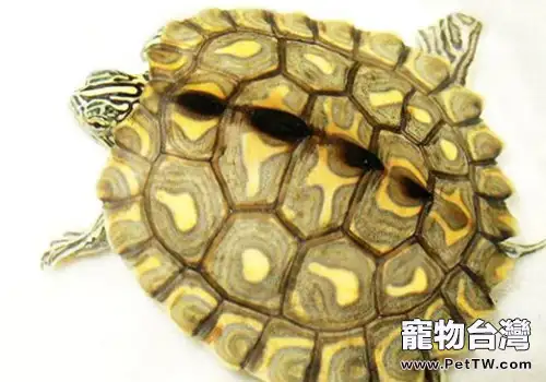 影響寵物龜免疫系統的因素有哪些(1圖)-寵物台灣