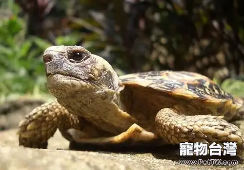 陸龜隆背的原因