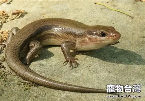 選購蜥蜴的方法及飼養要點