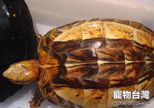 如何判斷寵物龜是否生病了(1圖)-寵物台灣