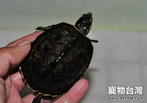 養龜中的常見錯誤有哪些(1圖)-寵物台灣