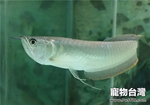 水族箱中下鹽的誤區