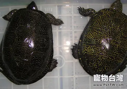 如何防治龜營養性骨骼症(1圖)-寵物台灣