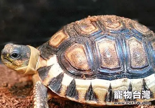 寵物龜的主要器官及特點(1圖)-寵物台灣