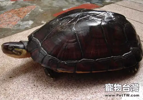 餵養石金錢龜要注意的四件事(1圖)-寵物台灣