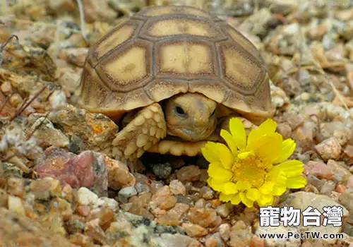 寵物龜排酸的重要性(1圖)-寵物台灣