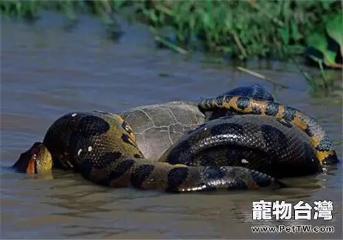 怎樣給寵物蛇安全過冬