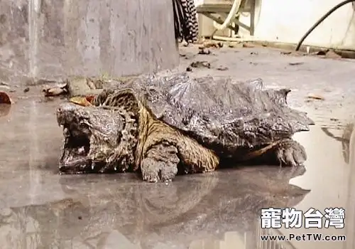影響鱷龜的生長因素有哪些(1圖)-寵物台灣