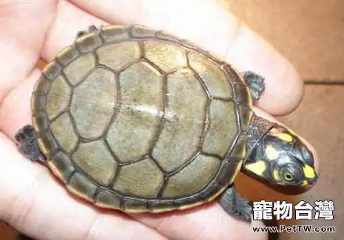 餵食寵物龜的四個定律(1圖)-寵物台灣