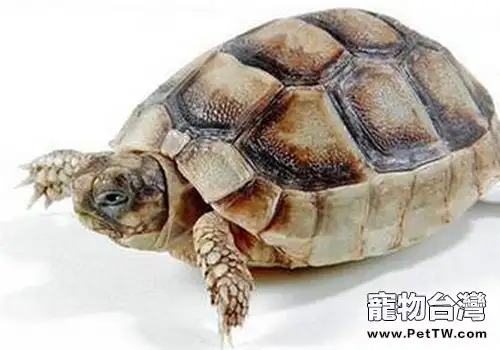 赫曼陸龜的基本特性(1圖)-寵物台灣
