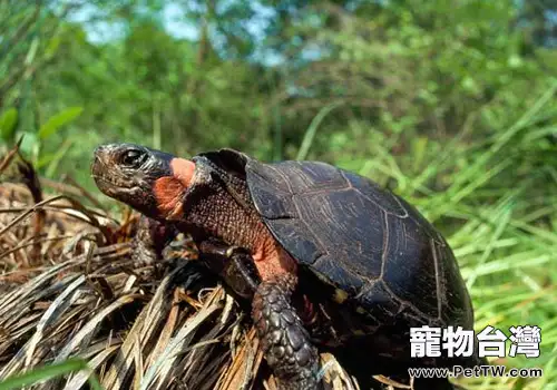 低水位對水龜的壞處