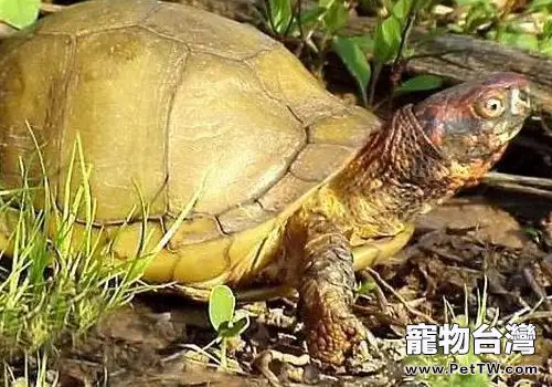 寵物龜應激的防治方法(1圖)-寵物台灣