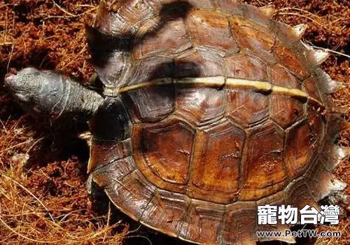 深水養龜的好處有哪些(1圖)-寵物台灣