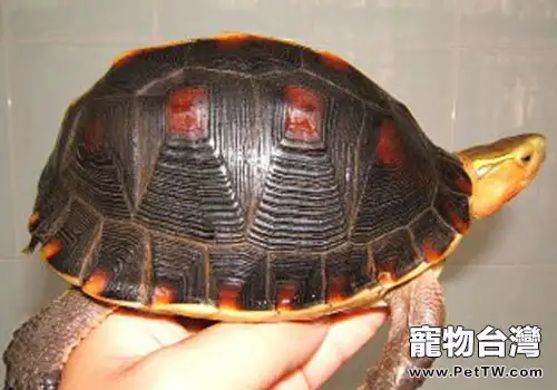 閉殼龜與其它龜種的區別
