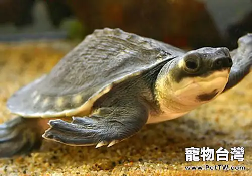 養豬鼻龜需要住些什麼(1圖)-寵物台灣