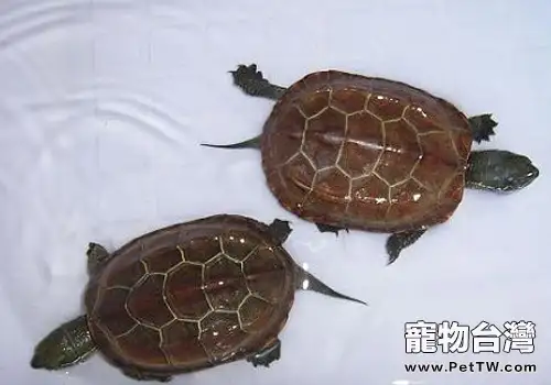 草龜的常見疾病有哪些