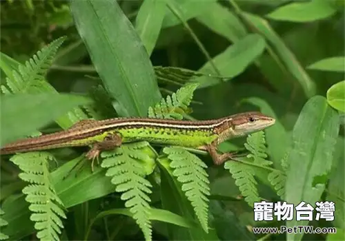  新手不適合飼養的蜥蜴品種