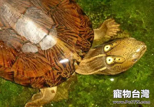挑選水龜的方法及注意事項(1圖)-寵物台灣