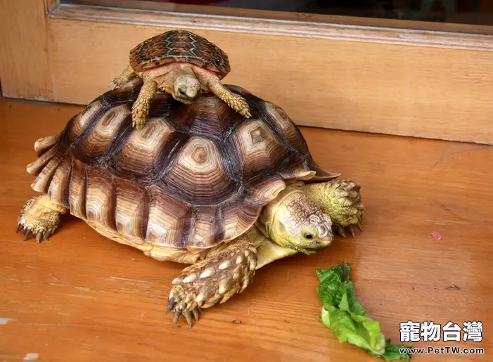 蘇卡達龜飼養小貼士