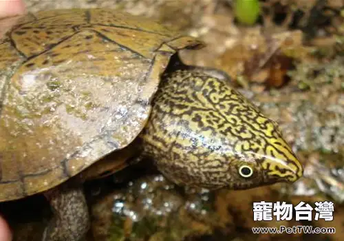 如何治療龜的口角炎(1圖)-寵物台灣