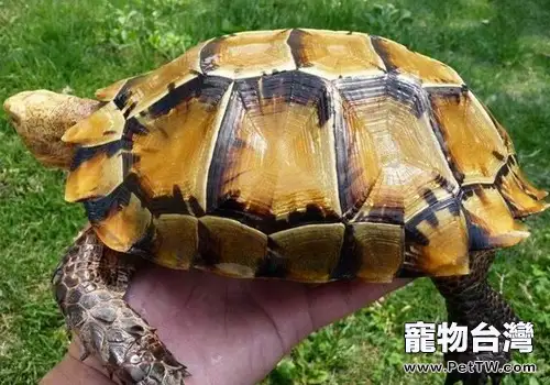 如何飼養好凹甲陸龜(1圖)-寵物台灣