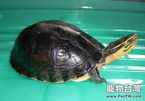 寵物龜內傷治療(1圖)-寵物台灣