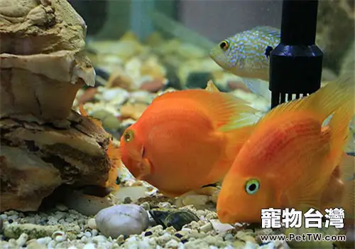 觀賞魚白點病的治療方法