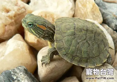 五種常見的綠毛龜疾病防治