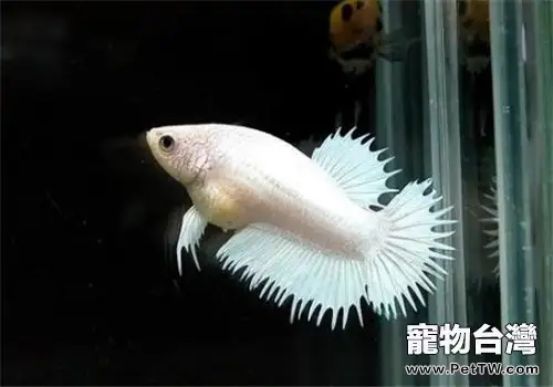 觀賞魚疥瘡病的臨床症狀