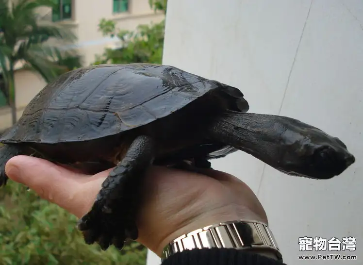 龜龜繁殖需要的條件(1圖)-寵物台灣